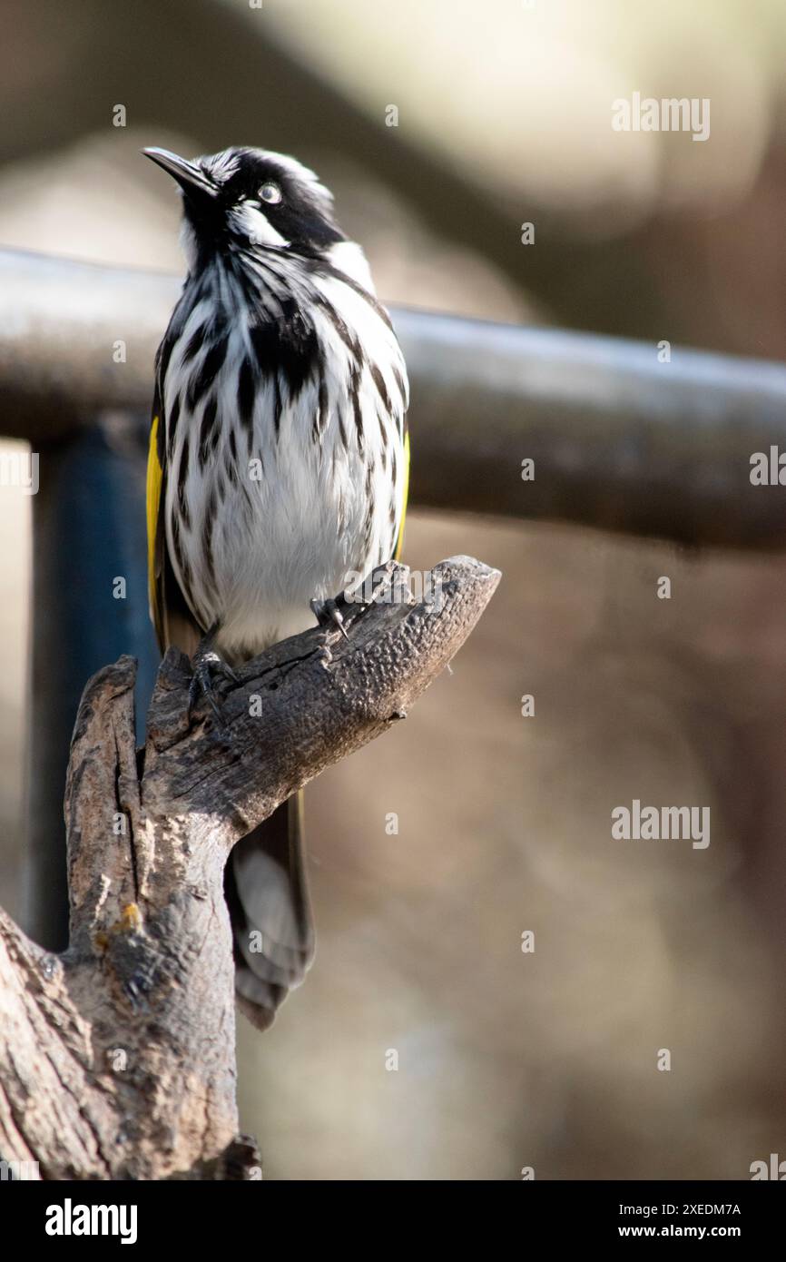 Il New Holland Honeyeater è principalmente bianco e nero, con un'ampia fascia di ala gialla e lati gialli sulla coda Foto Stock