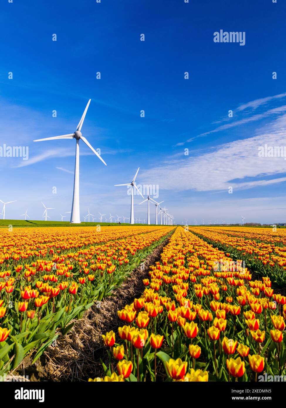 Un campo vibrante di tulipani gialli e rossi sotto lo sguardo vigile dei maestosi mulini a vento Foto Stock