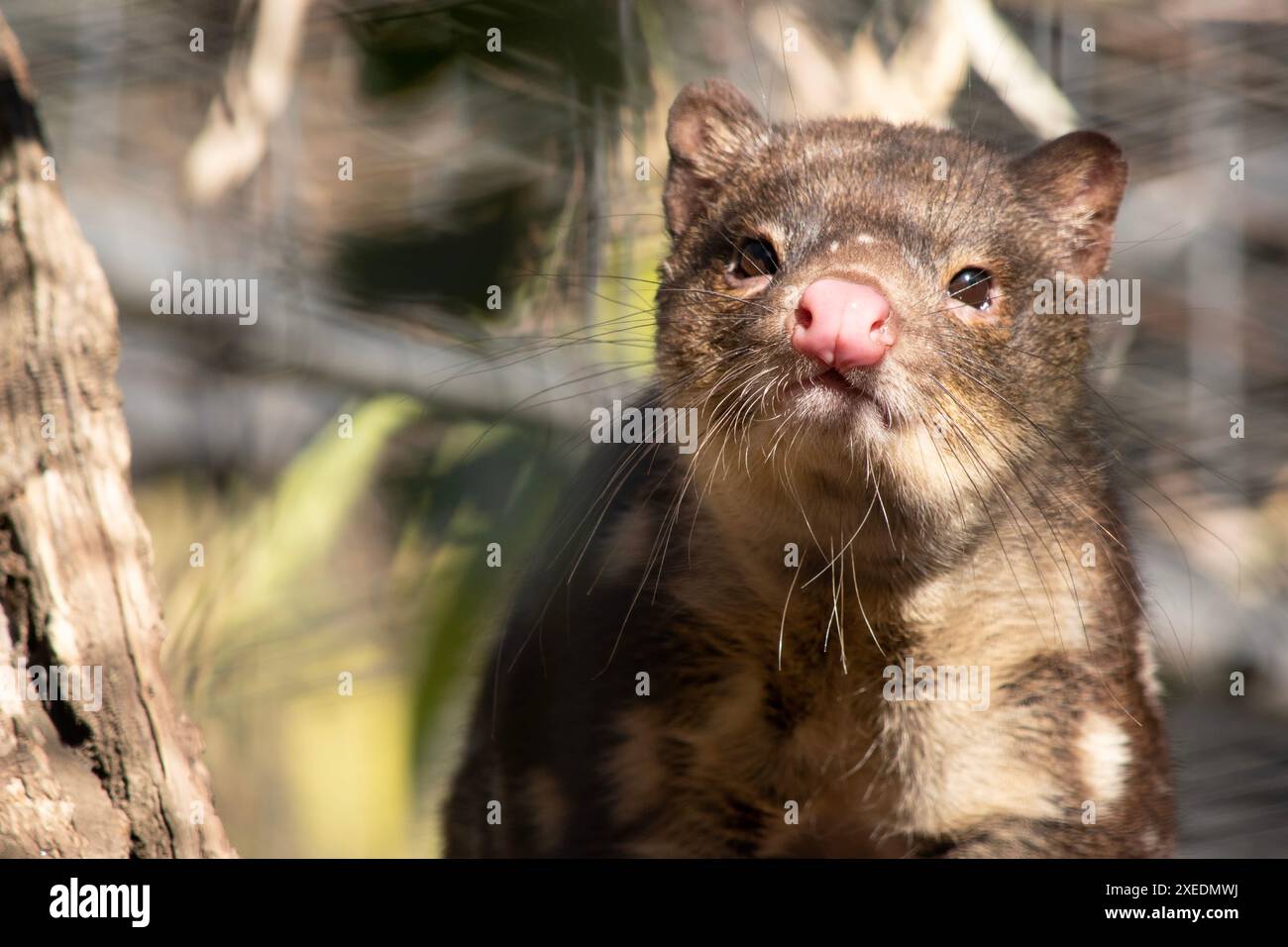 I Quoll dalla coda maculata sono marsupiali che hanno una pelliccia dal rosso intenso al marrone scuro e ricoperti da macchie bianche sul retro che continuano lungo la coda. Foto Stock