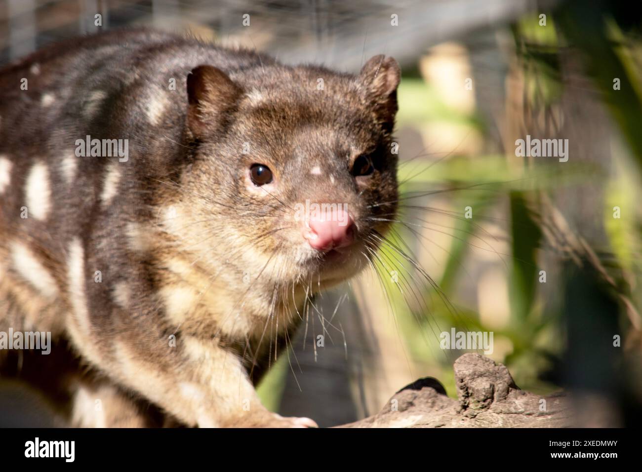 I Quoll dalla coda maculata sono marsupiali che hanno una pelliccia dal rosso intenso al marrone scuro e ricoperti da macchie bianche sul retro che continuano lungo la coda. Foto Stock