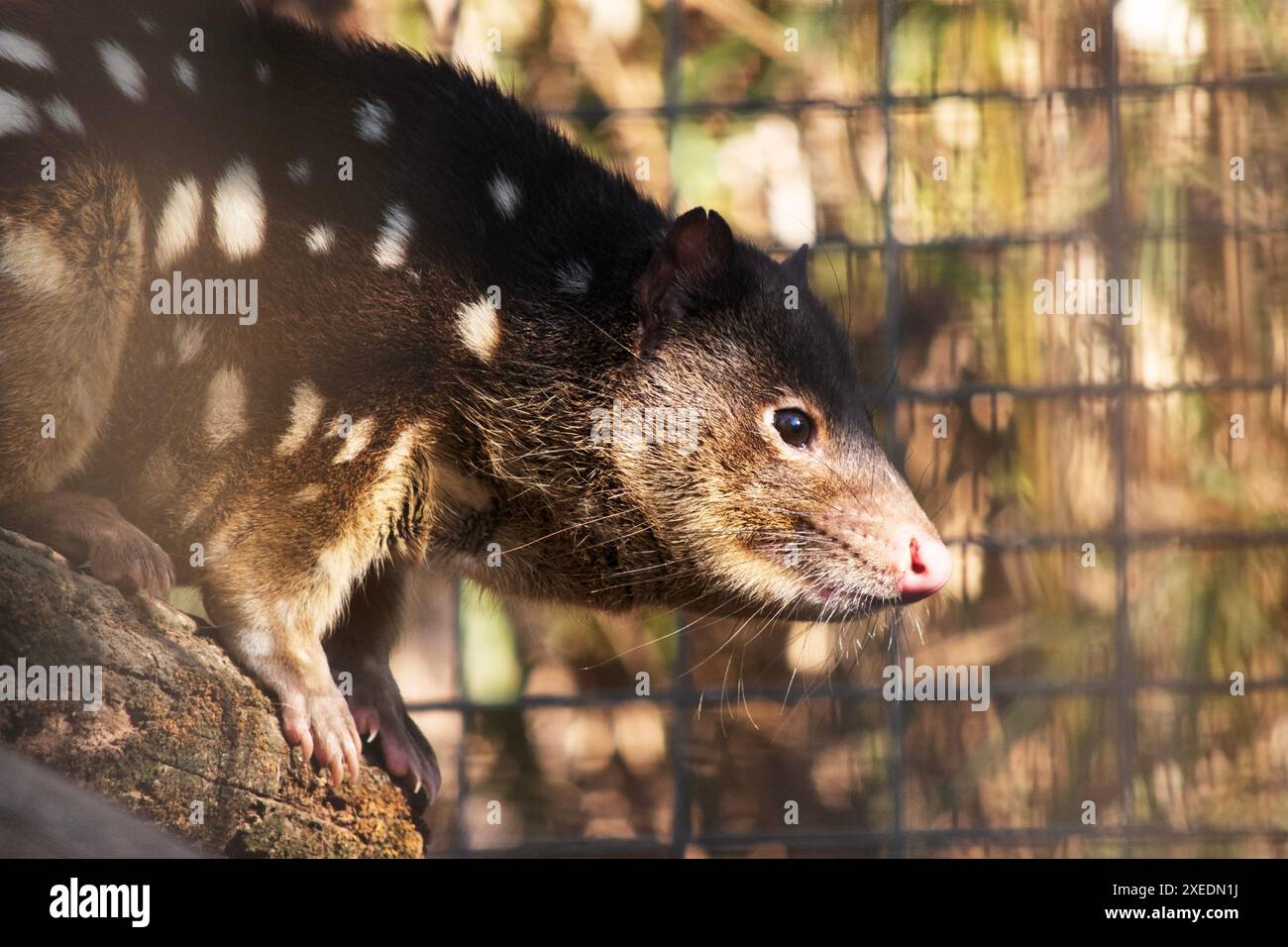 I Quoll dalla coda maculata sono marsupiali che hanno una pelliccia dal rosso intenso al marrone scuro e ricoperti da macchie bianche sul retro che continuano lungo la coda. Foto Stock