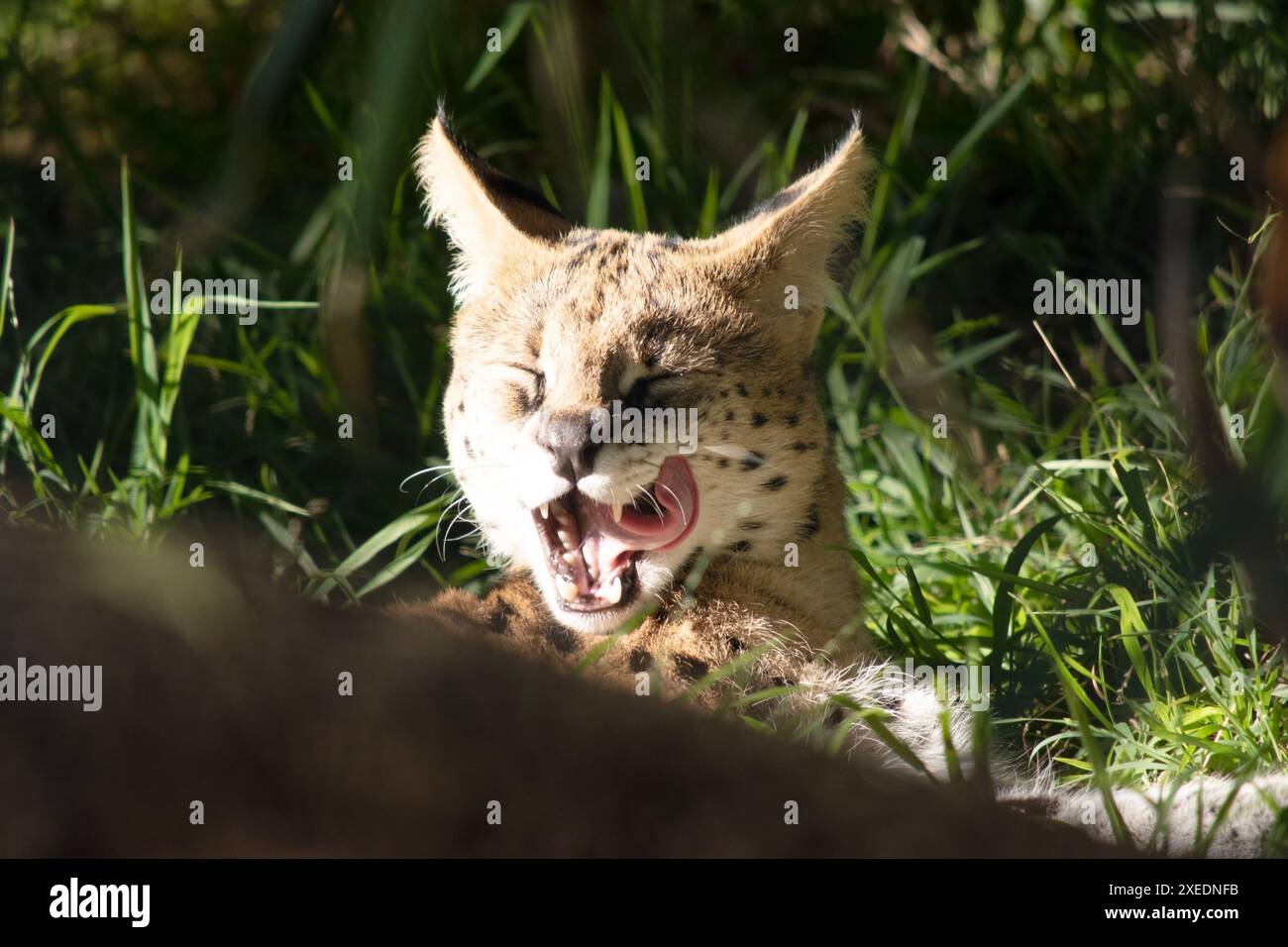 Il serval è un gatto selvatico con macchie nere su un corpo d'oro. Foto Stock