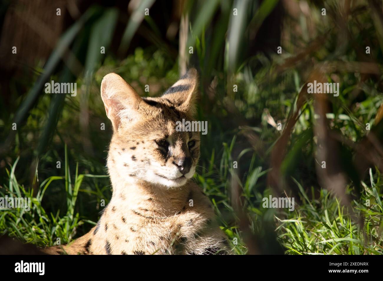 Il serval è un gatto selvatico con macchie nere su un corpo d'oro. Foto Stock