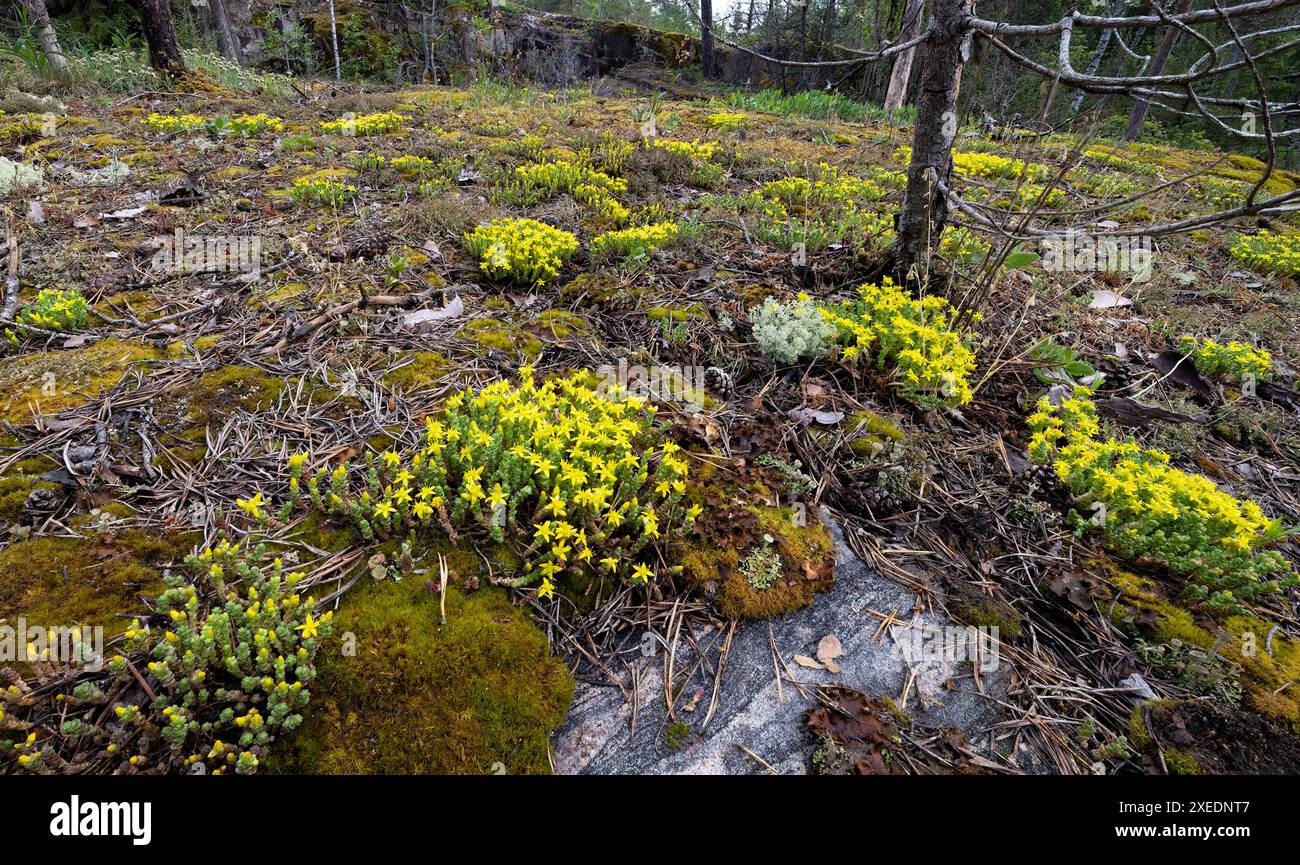 Goldmoss sedum Foto Stock