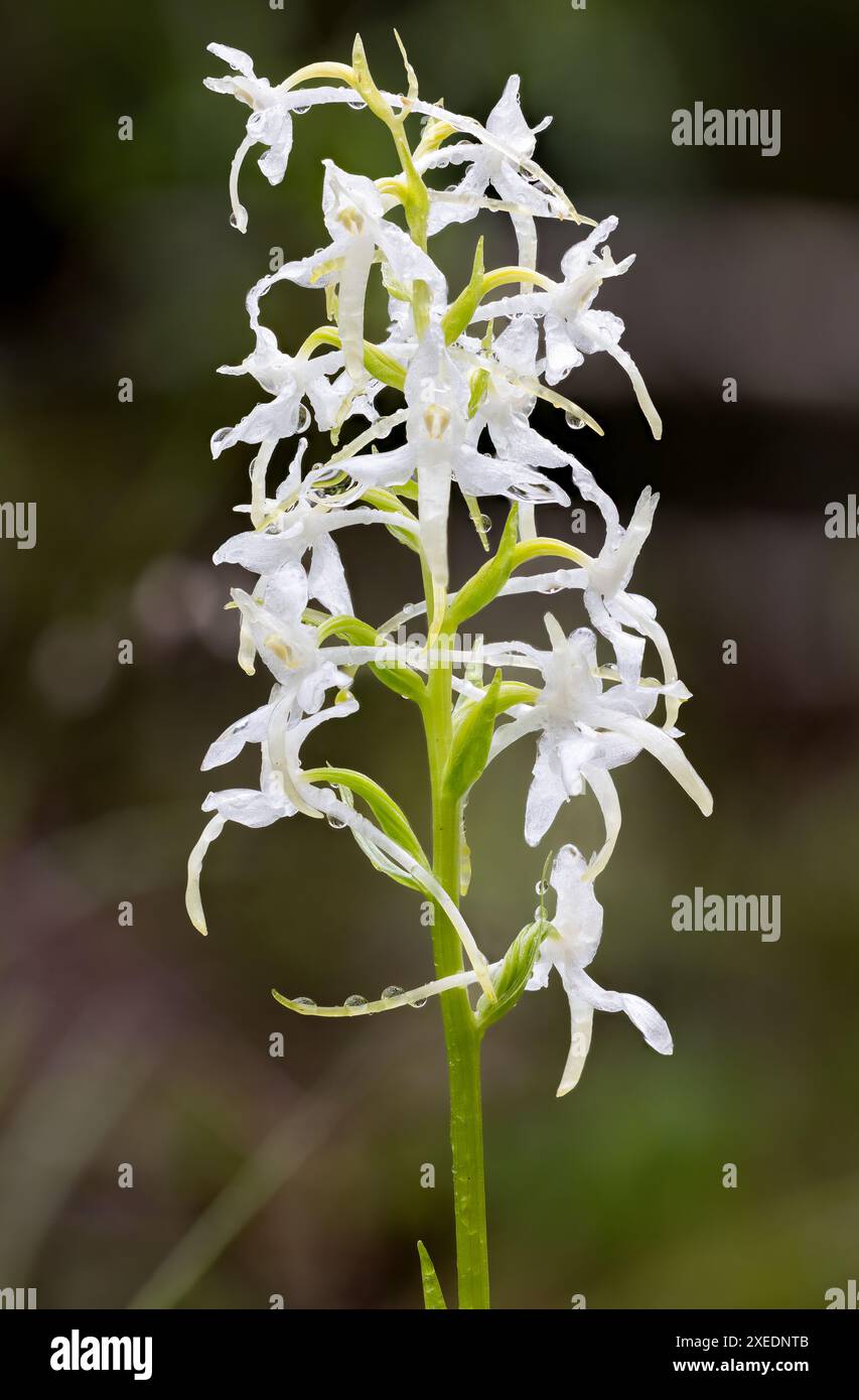 Orchidea delle farfalle di Lester Foto Stock