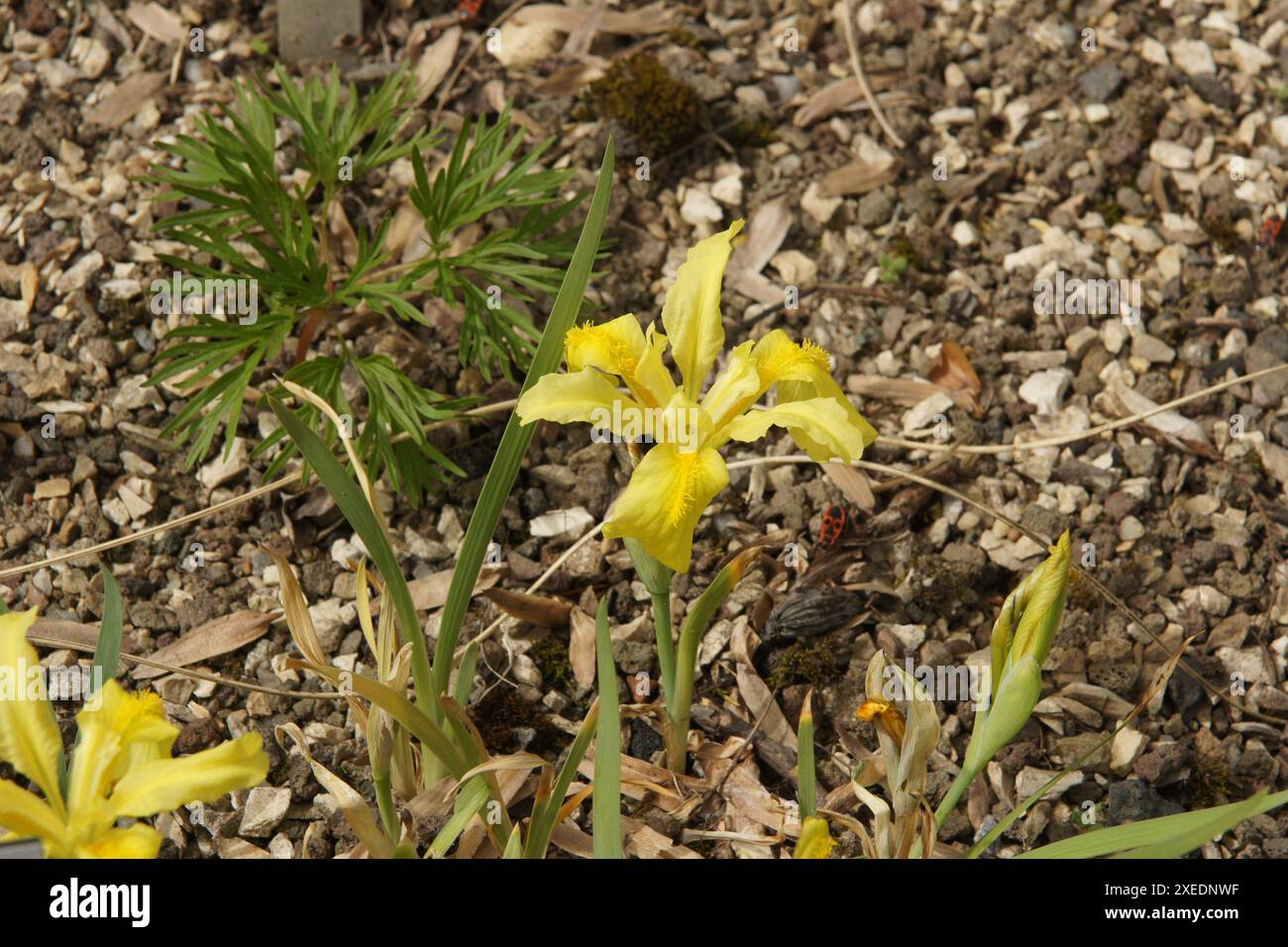 Iris potaninii Foto Stock