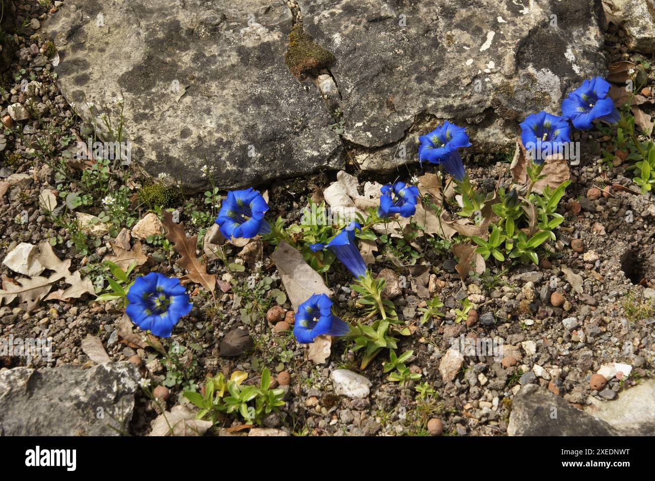 Gentiana occidentalis, tromba dei Pirenei genziana Foto Stock