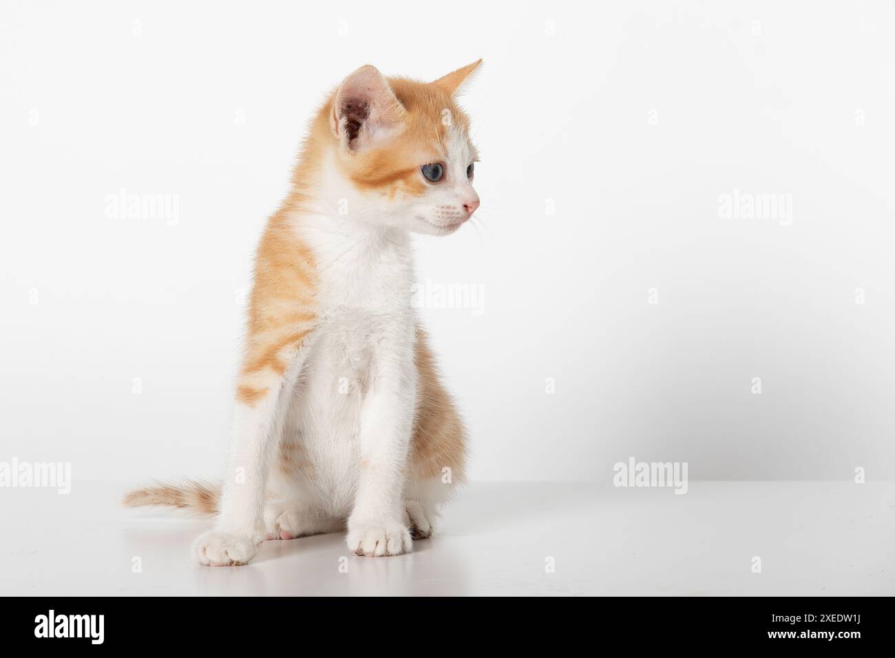 Adorabile Tabby Kitten arancione bicolore che guarda a destra, isolato su sfondo bianco Foto Stock