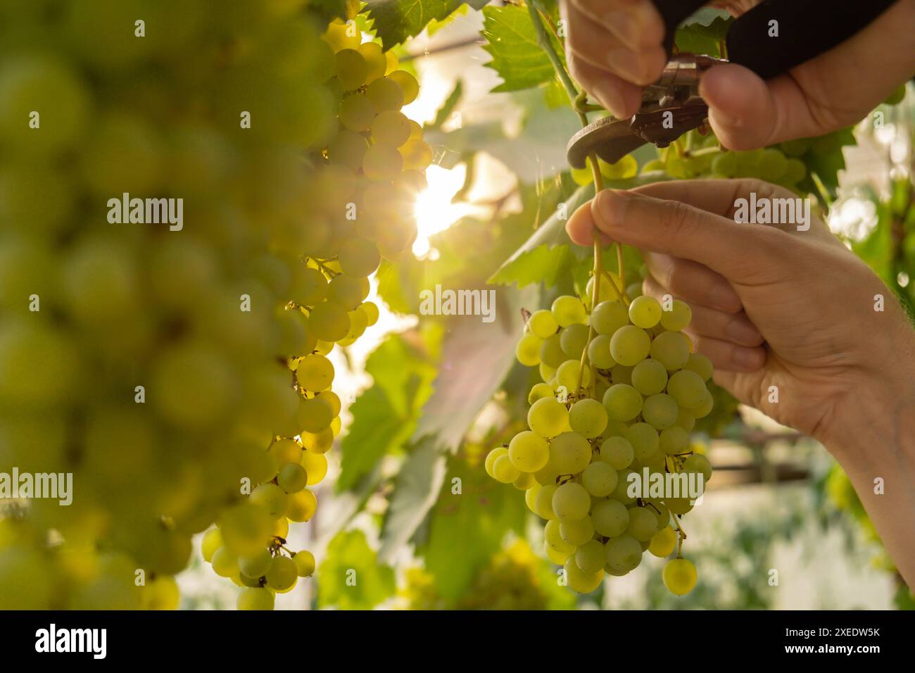 Primo piano delle mani dei viticoltori raccolgono l'uva in vigna all'aperto durante il tramonto. Giardinaggio casalingo biologico e coltivazione del verde Foto Stock