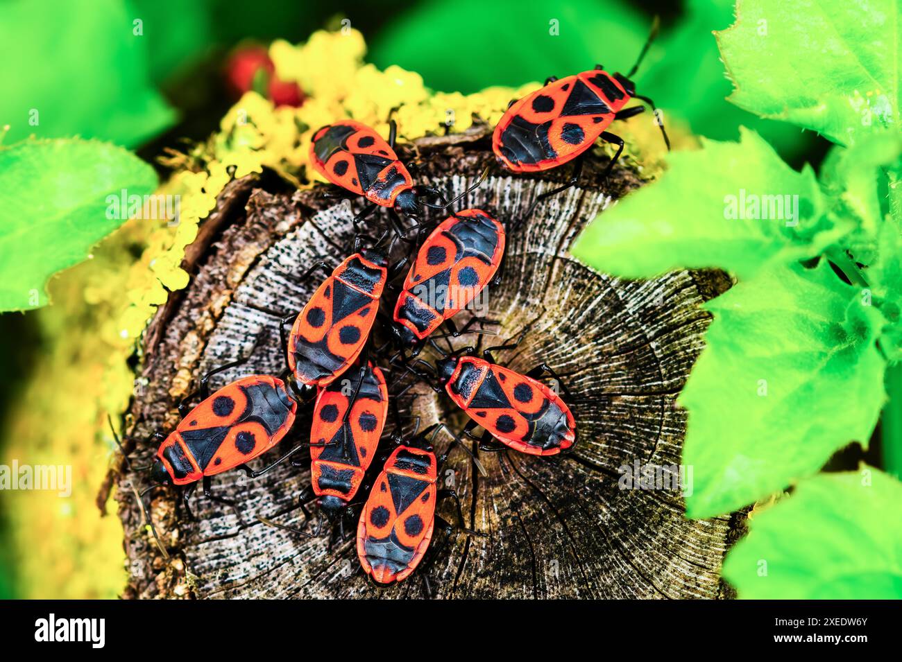 Firebug, Pyrrhocoris apterus, un insetto comune. Primo piano di uno sciame di insetti in natura. Insetti rossi corvo Foto Stock