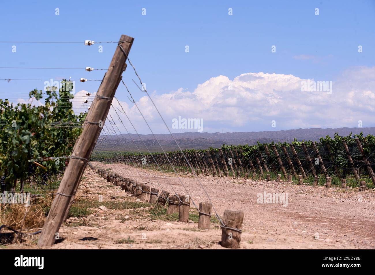 Viñedos y bodegas de la provincia de Mendoza, Argentina. Foto Stock