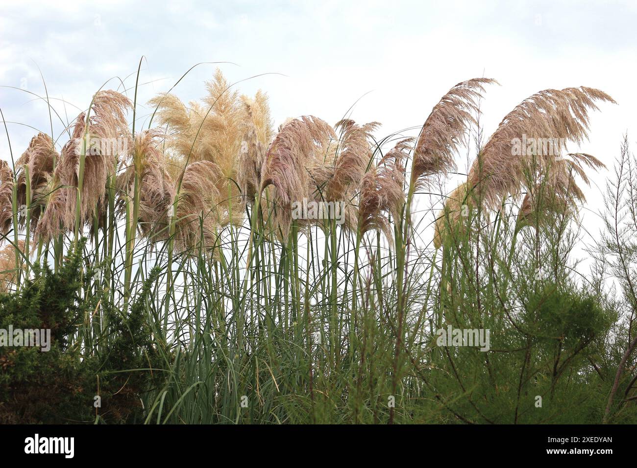 Cortaderia selloana, piante di erba di Pampas Foto Stock