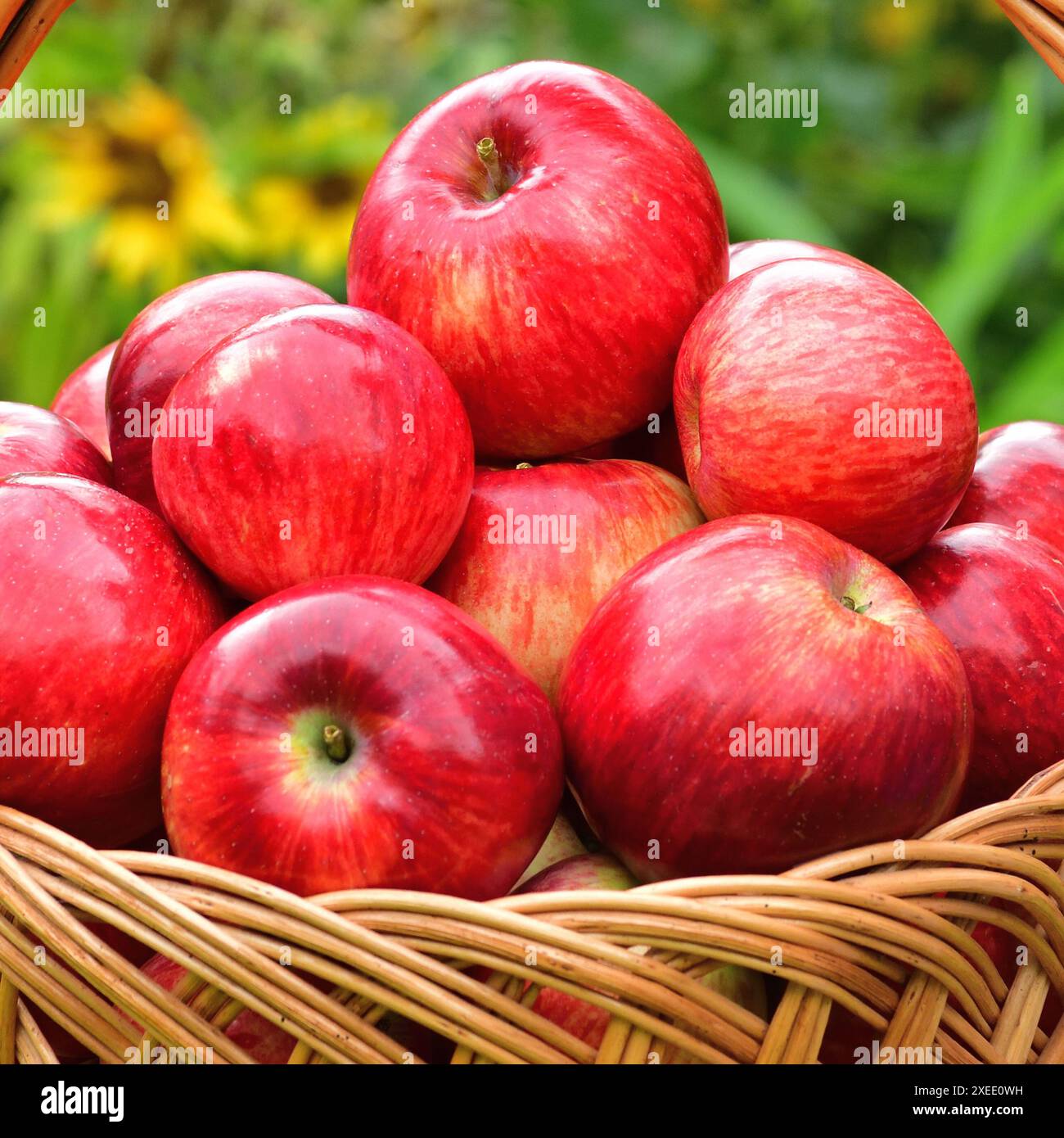 Mele rosse mature in un cesto di vimini sullo sfondo di fiori Foto Stock