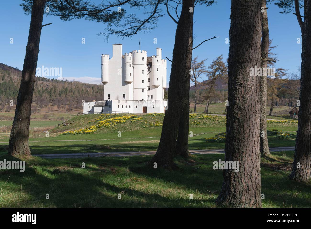 Castello di Braemar nelle Highlands scozzesi circondato da un tappeto di narcisi in primavera Foto Stock