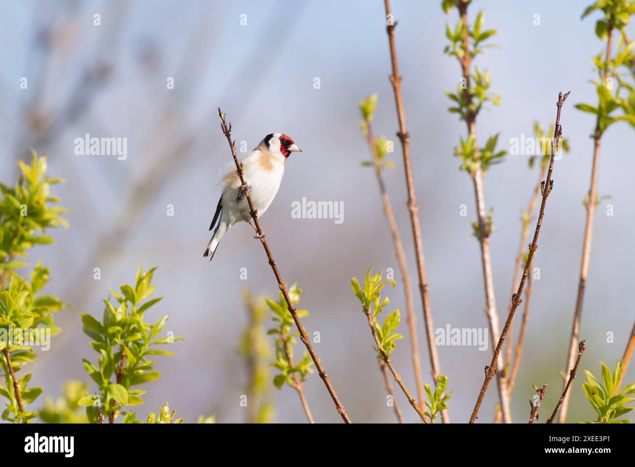 Un Goldfinch (Carduelis Carduelis) arroccato su uno stelo di Forsythia a Spring Sunshine Foto Stock