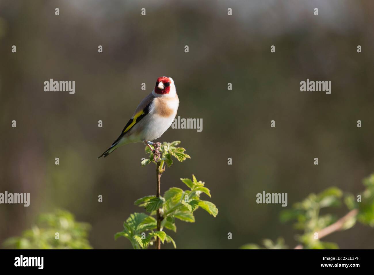 Un Goldfinch (Carduelis Carduelis) con un anello metallico sulla gamba arroccato sulla sommità di uno stelo lampone (Rubus Idaeus) a Spring Sunshine Foto Stock