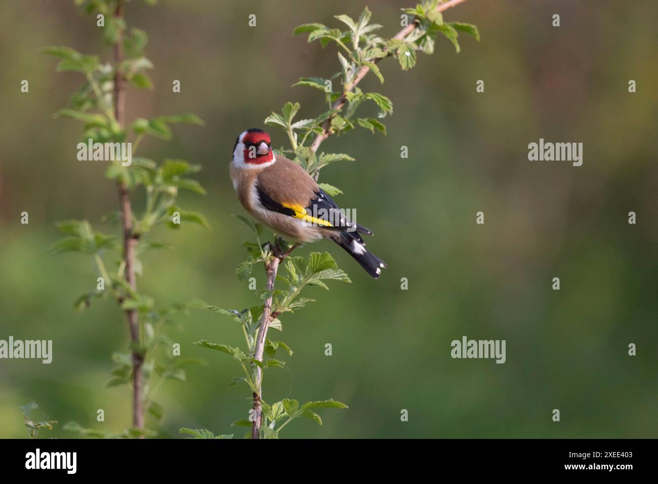 Un Goldfinch, o Redcap, (Carduelis Carduelis) appollaiato su un lampone (Rubus Idaeus) a Springtime Foto Stock