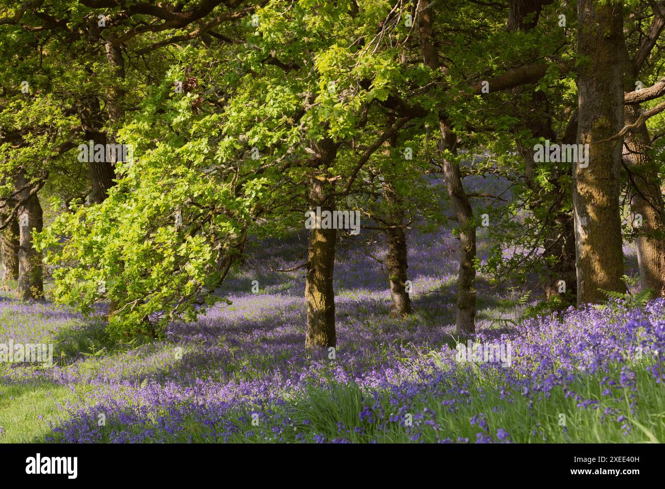 La luce del sole sulle querce e sulle campane dei nativi (Hyacinthoides non-scripta) nella campagna scozzese a Kinclaven Bluebell Wood Foto Stock