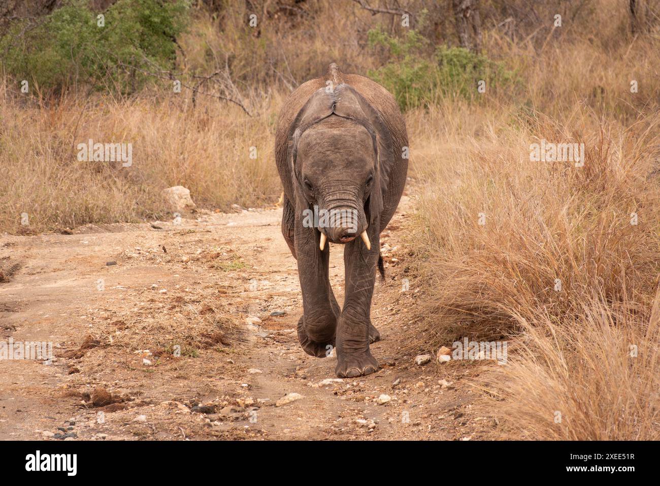 Giovane elefante di vitello con il tronco perso in un ronzio a causa del bracconaggio illegale in Sud Africa Foto Stock
