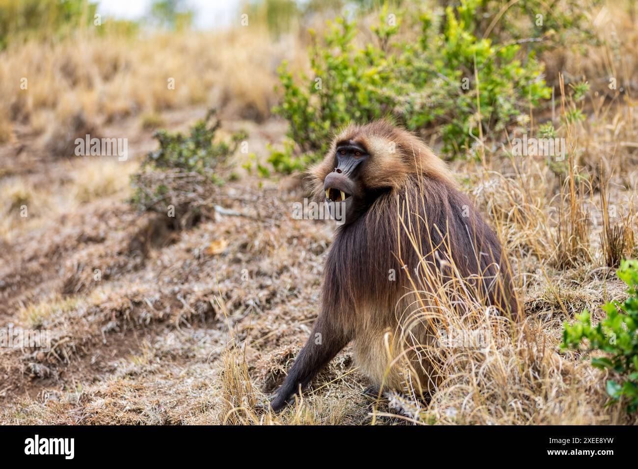 Gelada endemica, Theropithecus gelada, nella montagna di Simien, fauna selvatica etiope Foto Stock