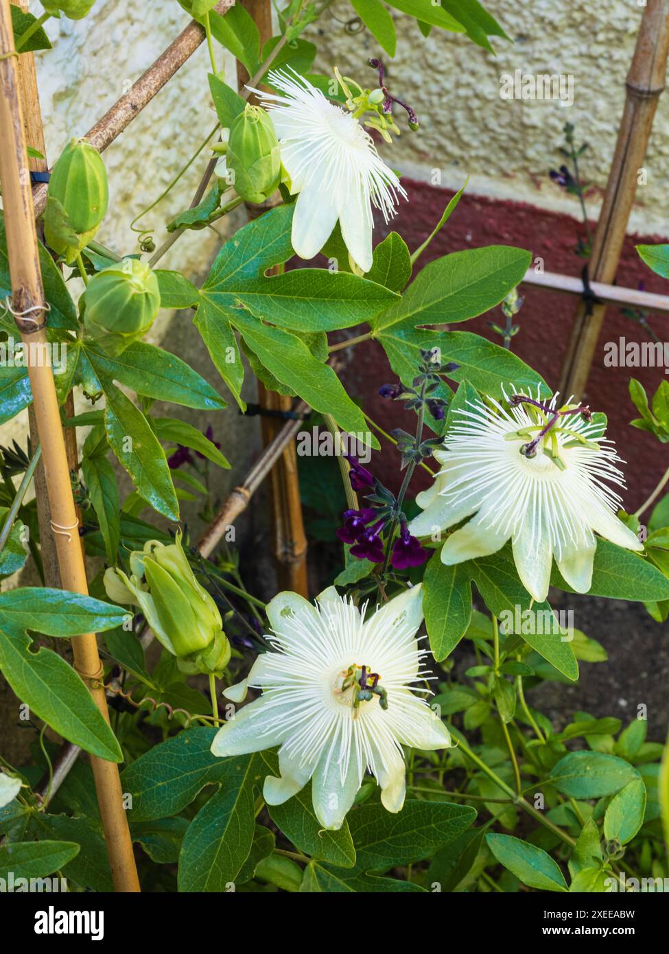Fiori bianchi tingiti verdi del fiore della passione per l'arrampicata del tendine da metà a resistente, Passiflora "Snow Queen" Foto Stock