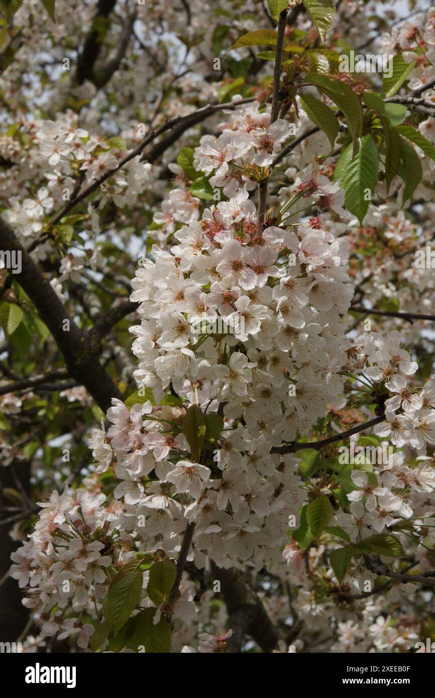 Disegno con rami di fiori di ciliegio in colori pastello | Vettore Premium
