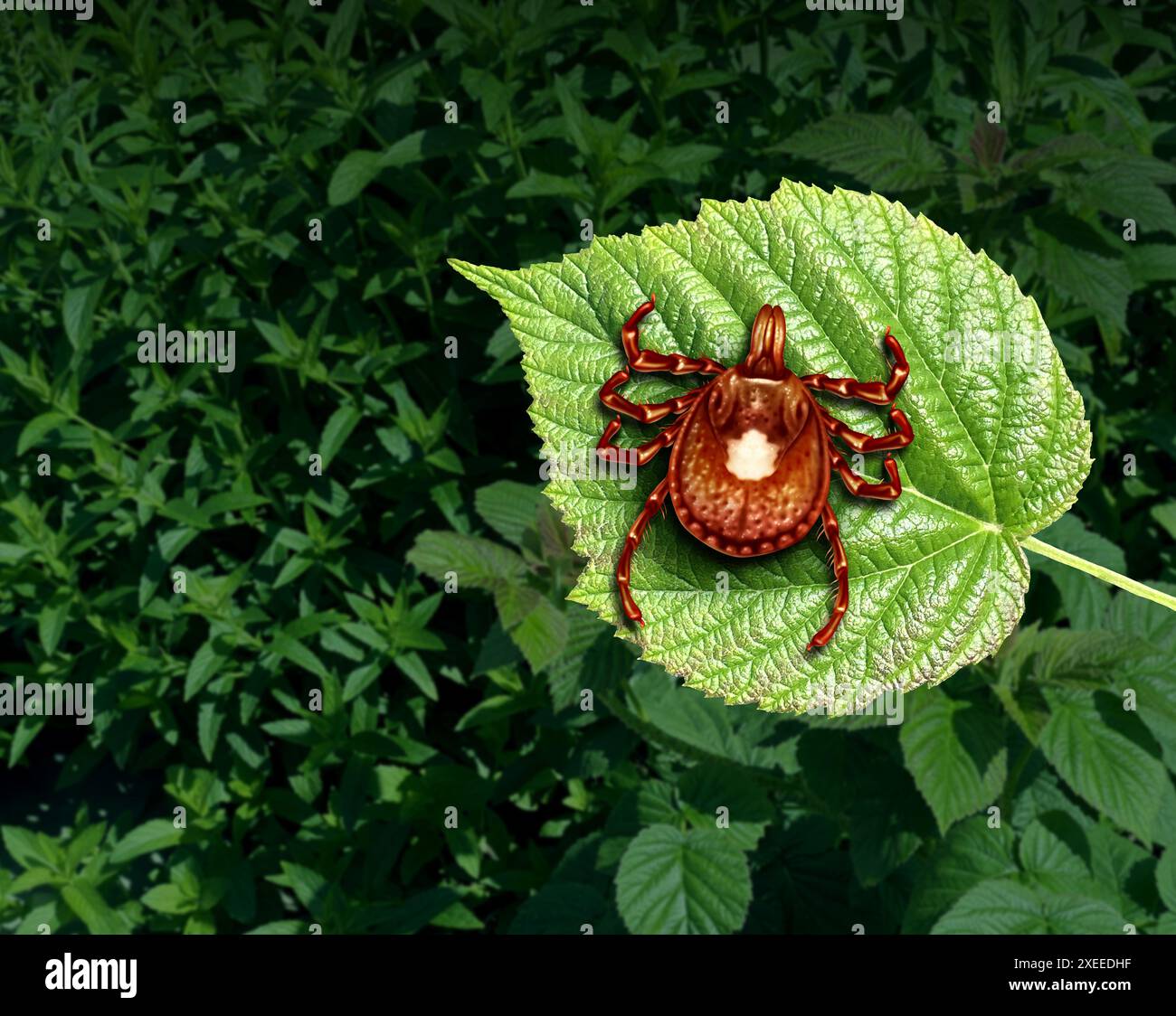 Malattia trasmessa da zecche come un insetto Lone Star Tick da vicino su uno sfondo selvaggio come aracnide parassita con conseguente anaplasmosi che infetta gli esseri umani wi Foto Stock