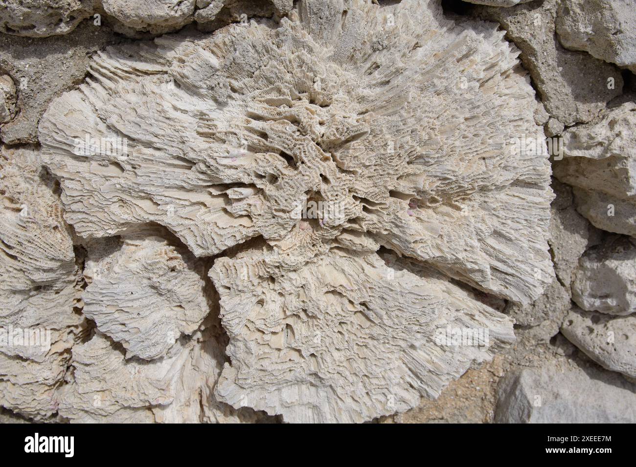 Eleganza fossilizzata: Pietra corallina in muratura Foto Stock