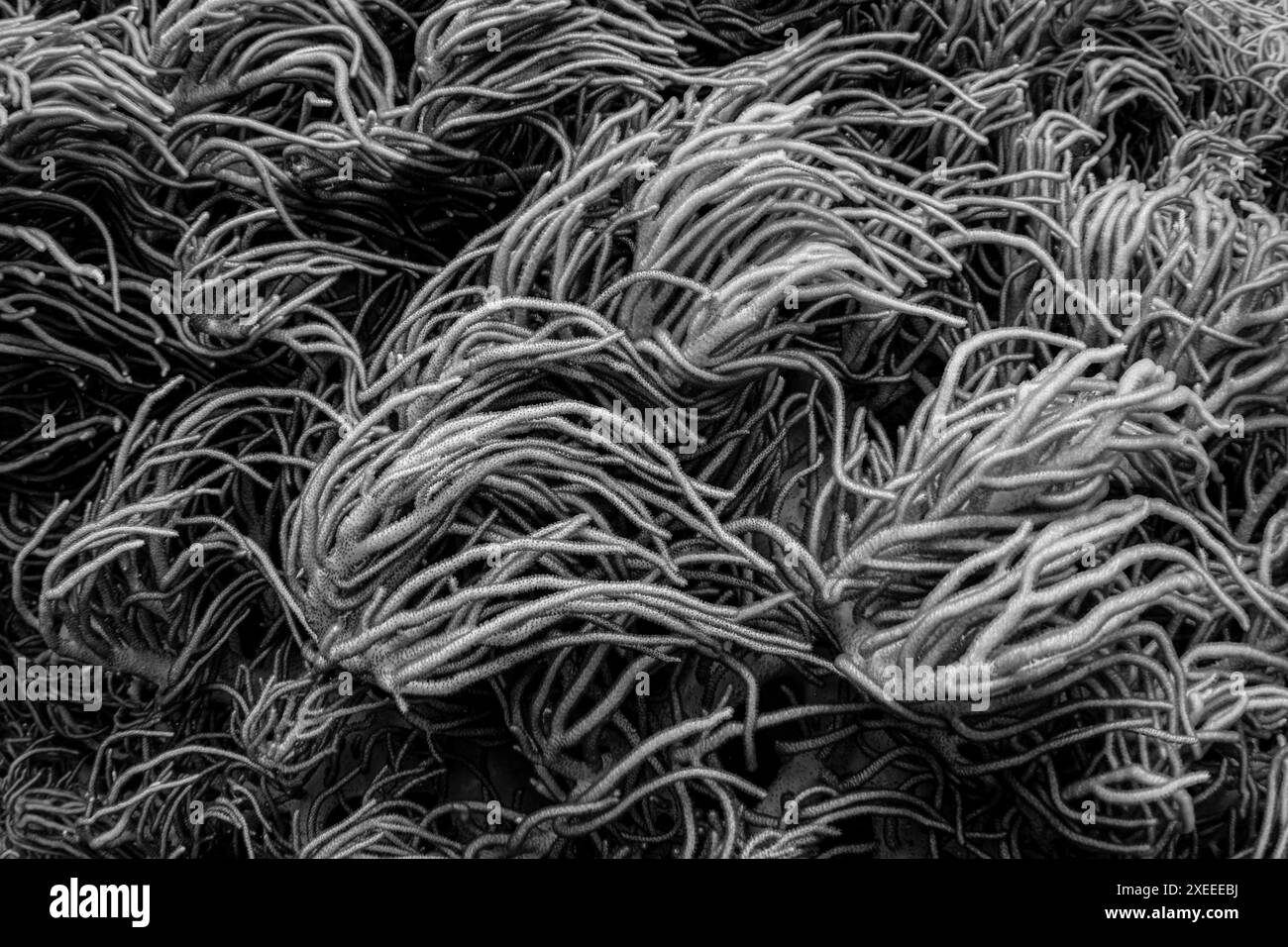 I tentacoli di una morbida oscillazione corallina in corrente su una scogliera poco profonda ad Alor, Indonesia. Questa parte del Triangolo dei Coralli è nota per la sua biodiversità. Foto Stock