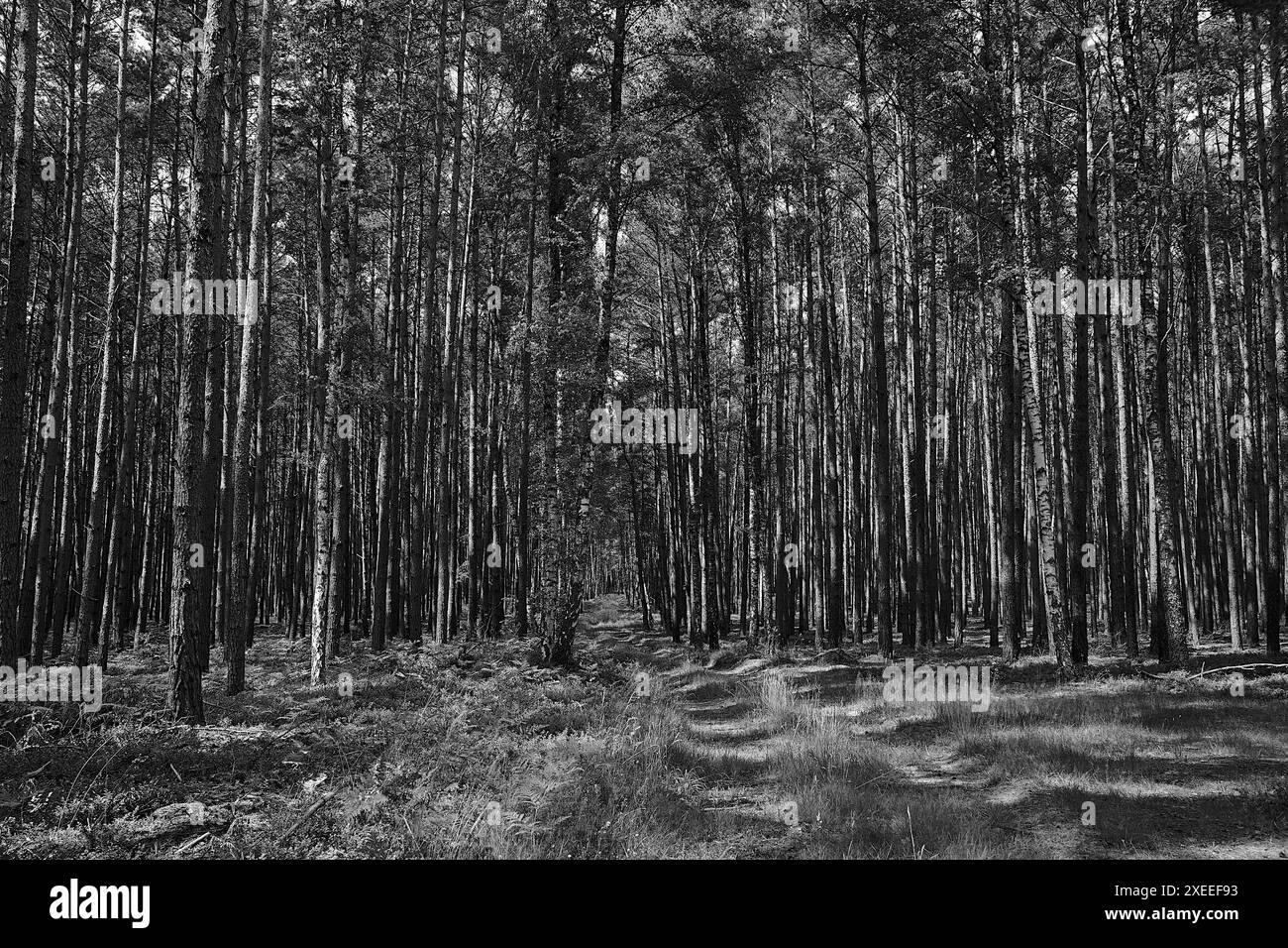 Strada sterrata in una fitta foresta mista in una giornata di sole in estate in Polonia, monocromatica Foto Stock
