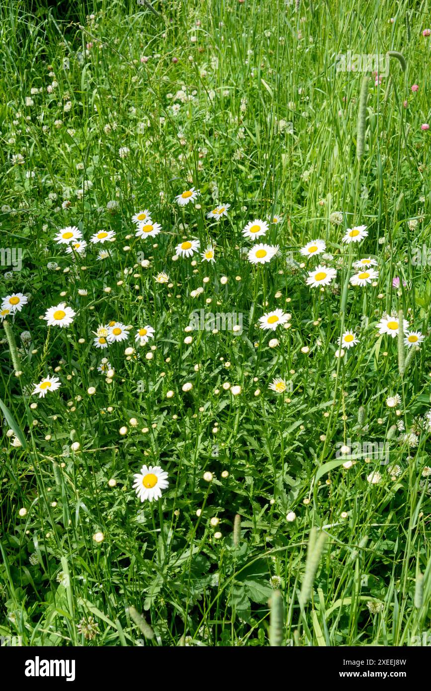 Margherite in fiore lat. Matricaria recutita tra erba verde. Entra nel parco. Foto Stock