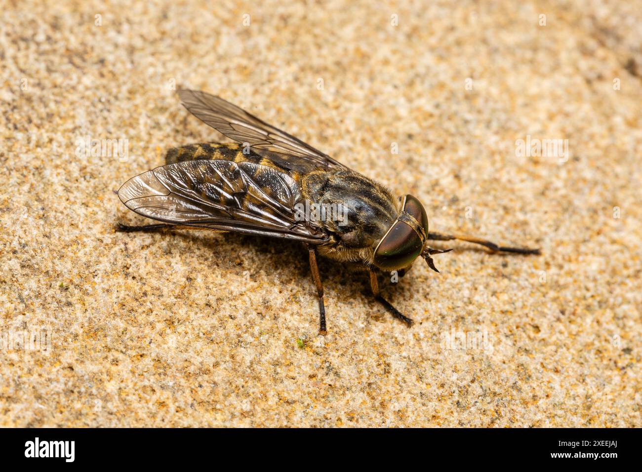 Femmine con gli occhi di cavallo bruno, Tabanus bromius, Catbrook, Monmouthire, Galles, REGNO UNITO Foto Stock