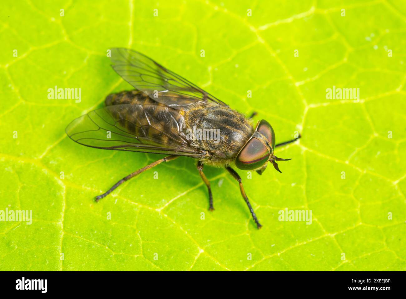 Femmine con gli occhi di cavallo bruno, Tabanus bromius, Catbrook, Monmouthire, Galles, famiglia UK Tabanidae. Immagine messa a fuoco impilata. Foto Stock