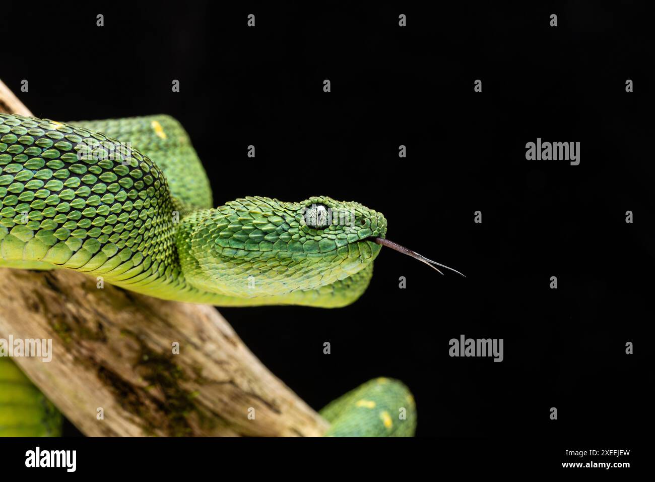 Green Bush Viper, Atheris chlorechis. Prigioniero. Originario dell'Africa occidentale. (Guinea (Conakry), Sierra Leone, Liberia, Costa d'Avorio, Ghana, Togo, Nigeria, Cam Foto Stock