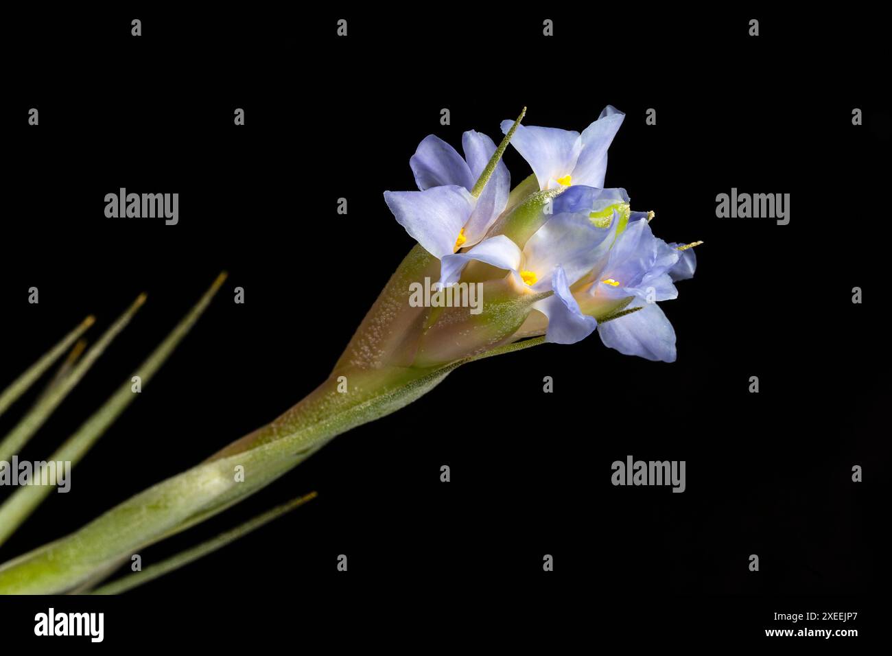 Tillandsia bergeri, una bromeliade, famiglia delle Bromiliaceae, a volte note come "piante d'aria", proveniente dal Brasile (in coltivazione). Sinonimo Tillandsia aeranthos) F. Foto Stock