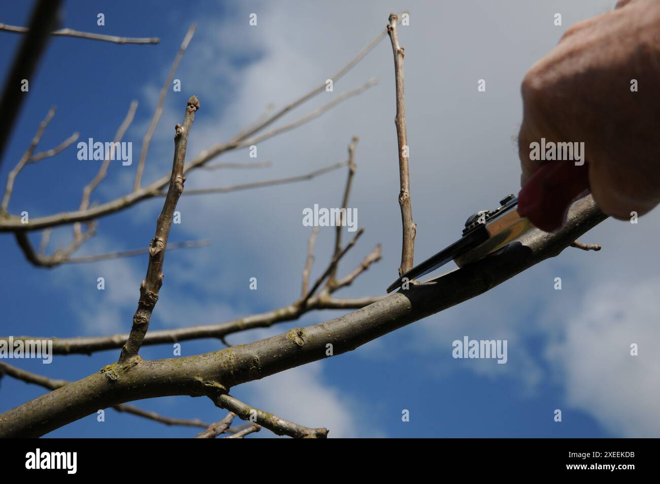 Juglans regia, noce, albero giovane, potatura Foto Stock