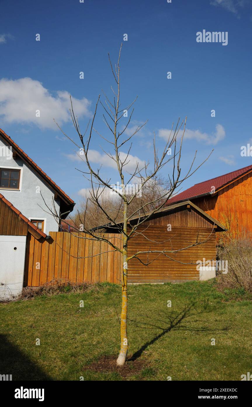 Juglans regia, noce, albero giovane Foto Stock