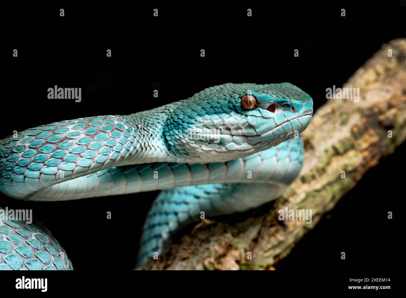 Pitviper di isola dalle labbra bianche, Trimeresurus insularis, forma Komodo. Originario dell'Indonesia. Foto Stock