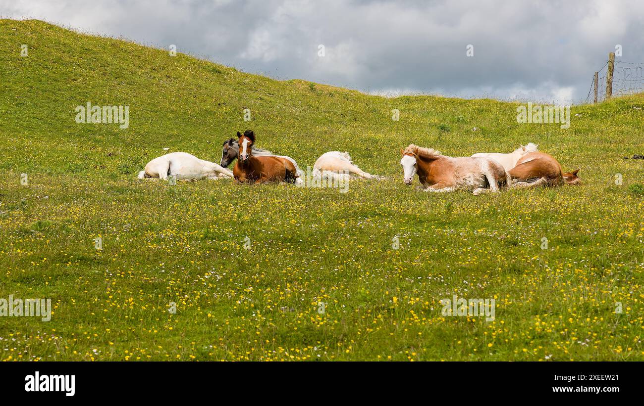 Cavalli che pascolano sulla brughiera a Morlais, Galles Foto Stock