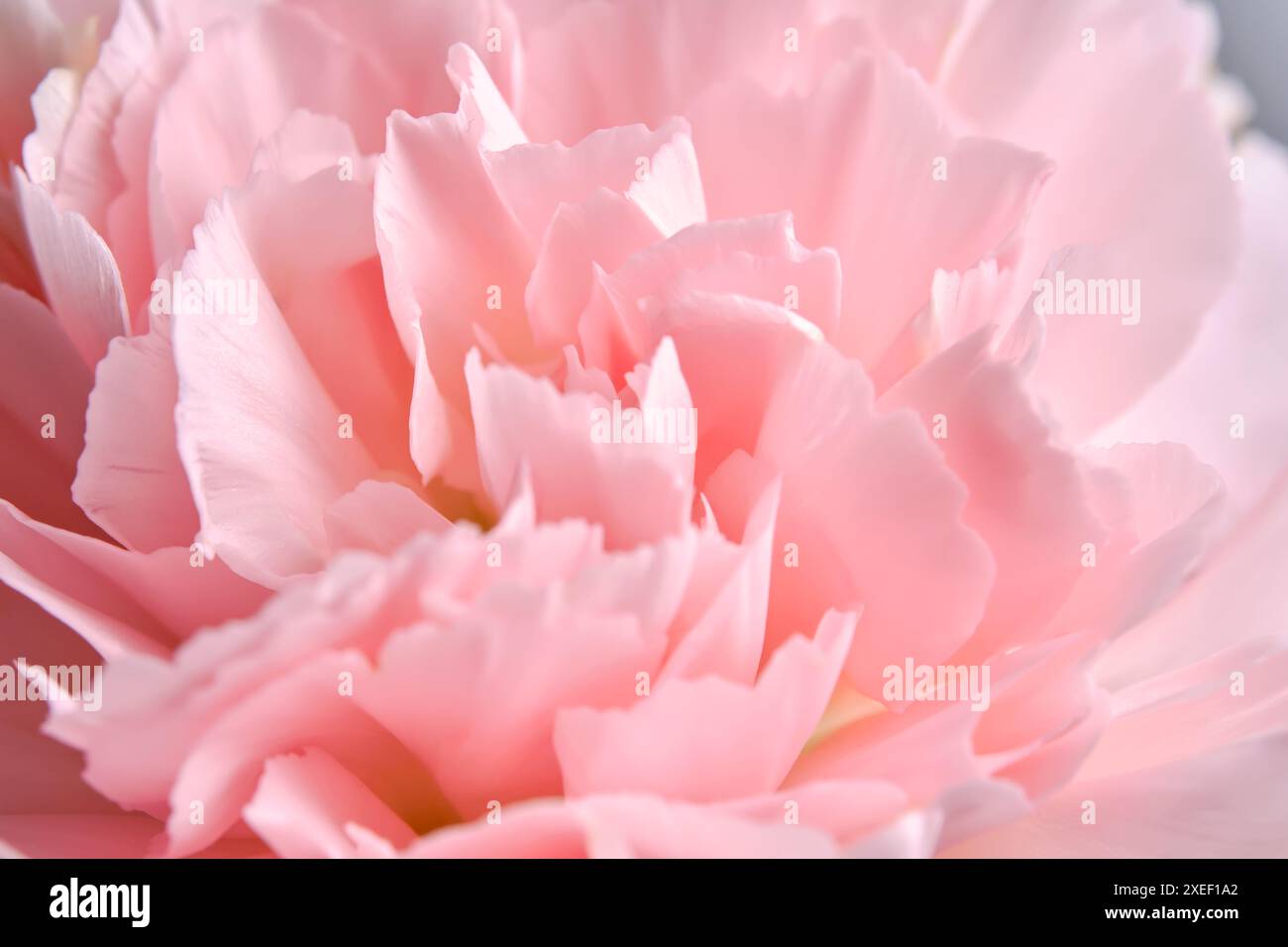 Sfondo astratto con primo piano del fiore di aster. Foto Stock