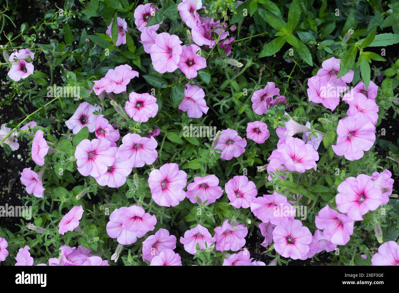 Fiori Petunia "Royal Pink". Foto Stock