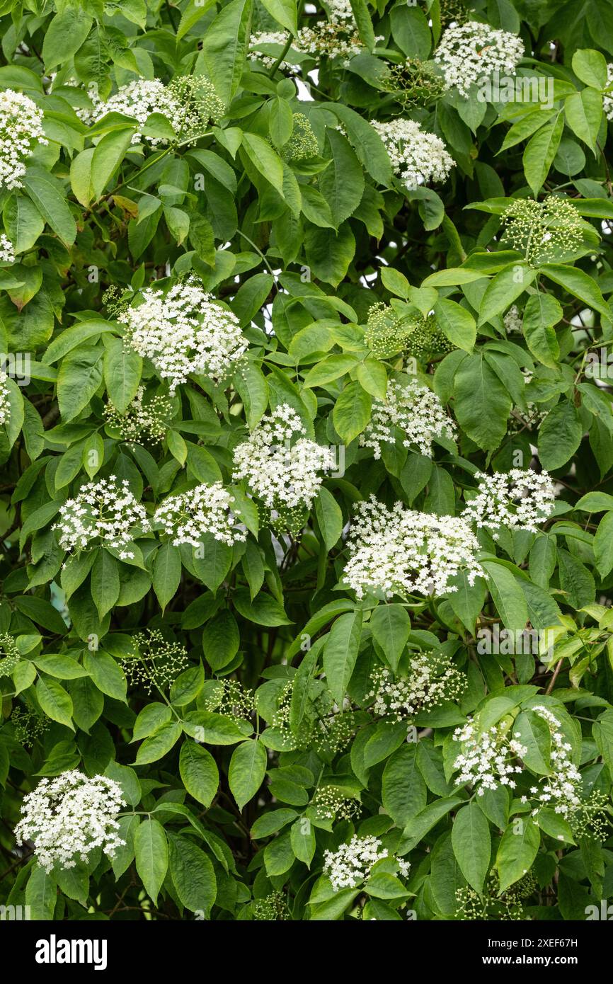 Fiori di sambuco sull'albero di sambuco (Sambucus nigra) - Regno Unito Foto Stock