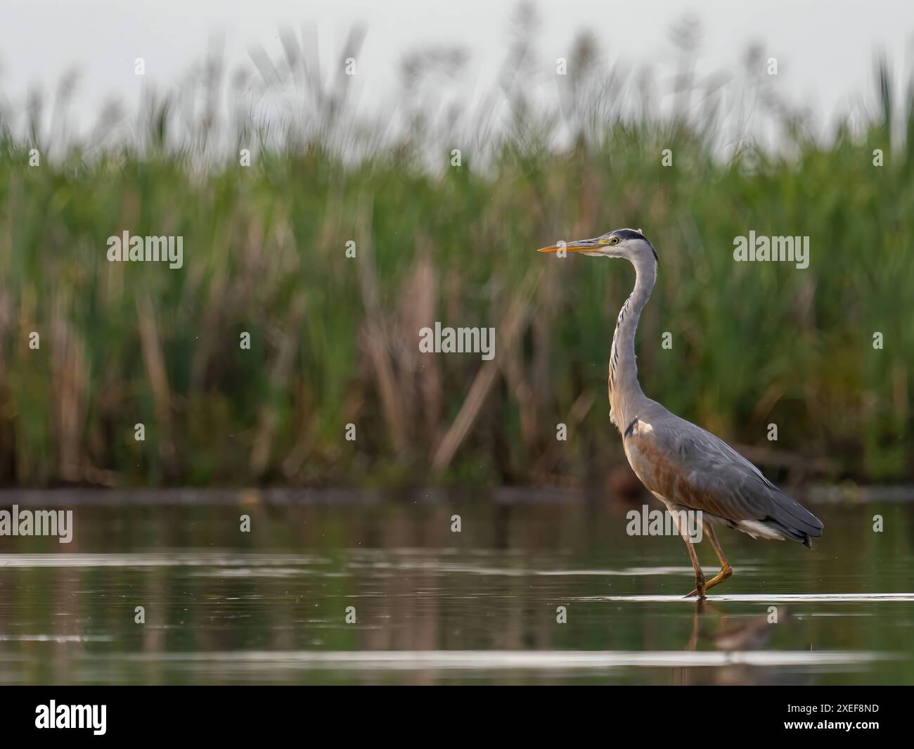Airone grigio in piedi nell'acqua su uno sfondo di piante verdi. Foto Stock