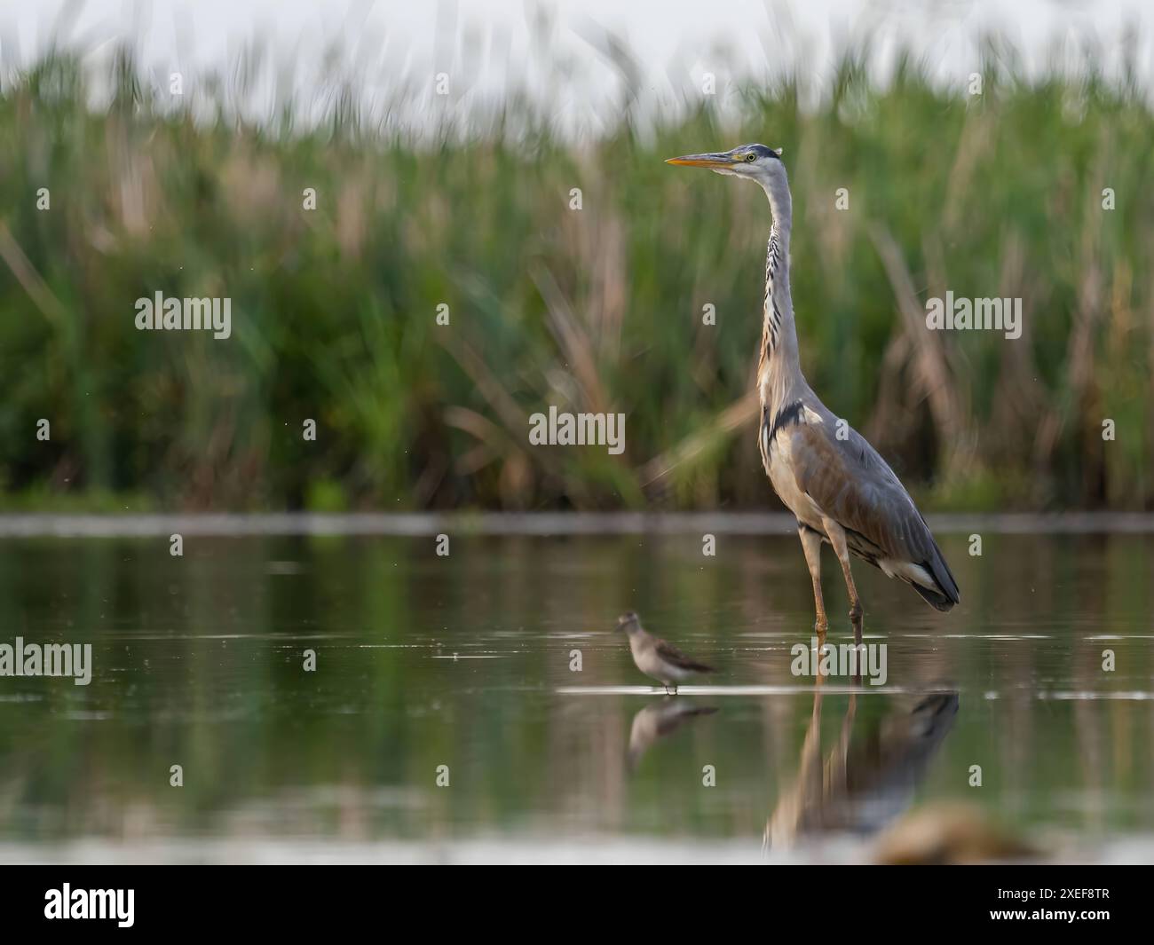 Airone grigio in piedi nell'acqua su uno sfondo di piante verdi. Foto Stock