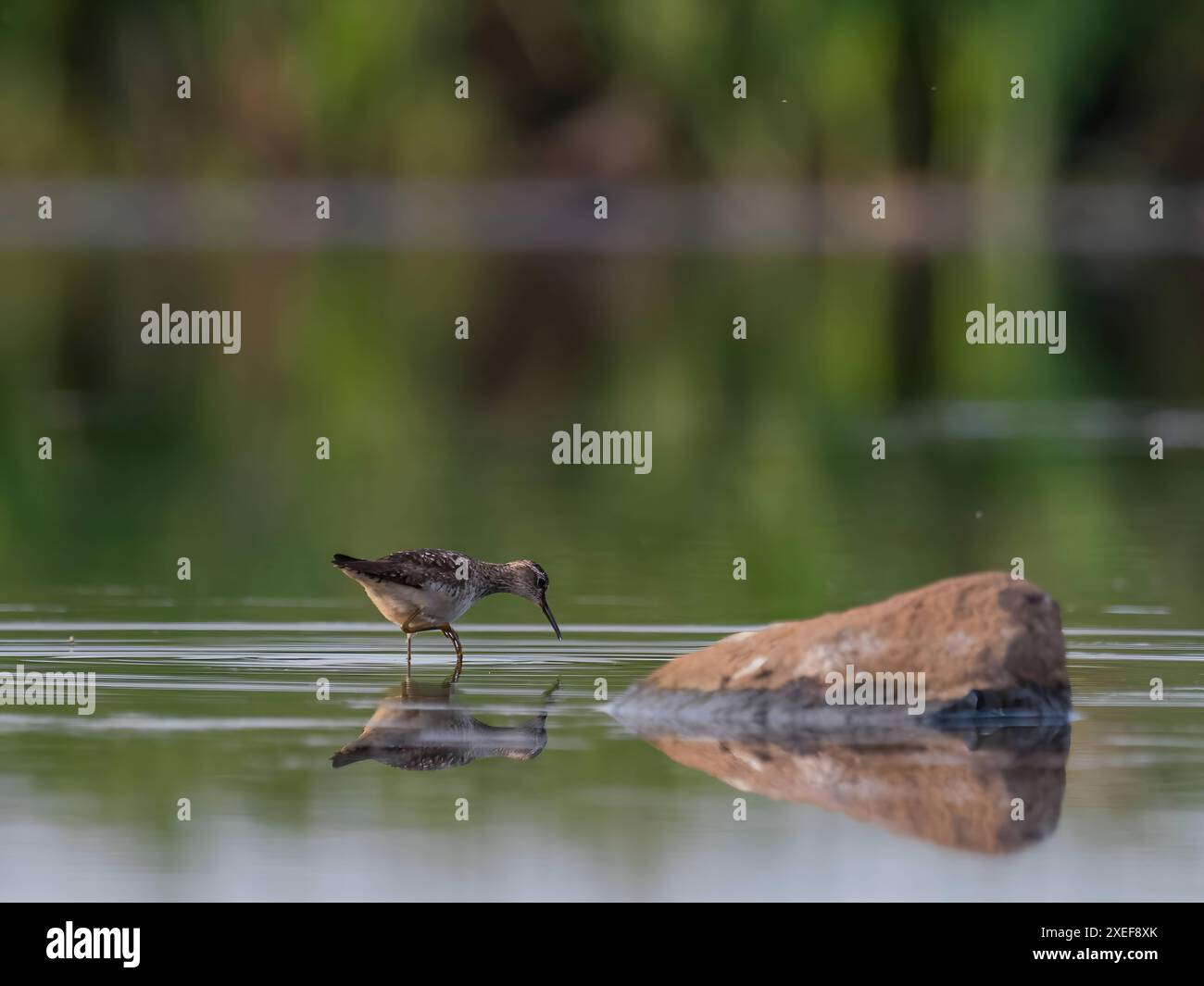Wood sandpiper in piedi su un foglio d'acqua. Foto Stock