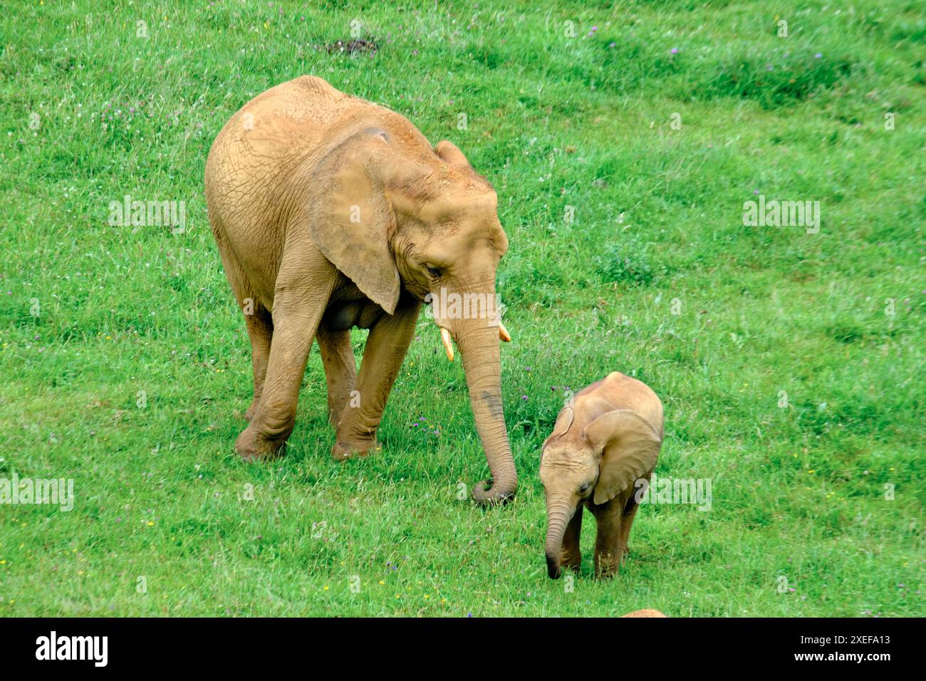 Un elefante madre (Loxodonta africana) e il suo bambino sono in piedi in un campo erboso. La scena è tranquilla e serena. Parco naturale Cabarceno. Cantabria Foto Stock