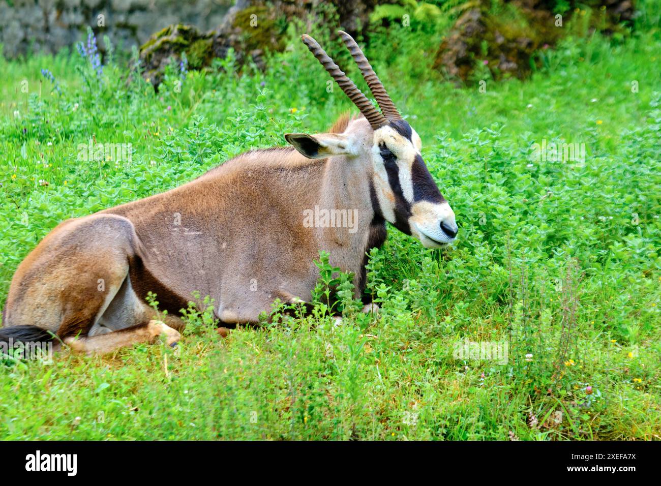 Un orice del capo con corna è deposto in un campo erboso. Foto Stock