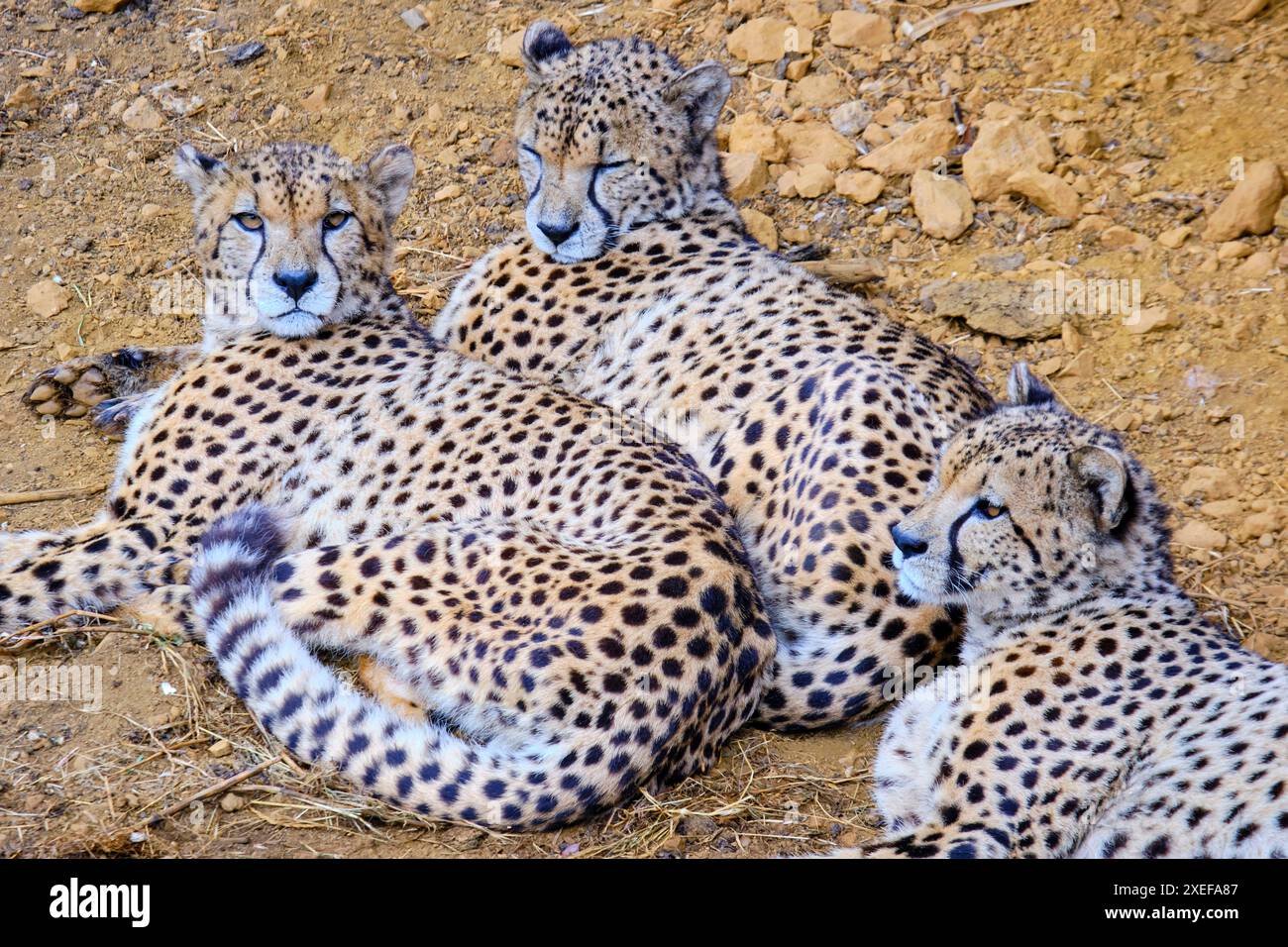 Tre ghepardi stanno decollando nell'erba. Foto Stock