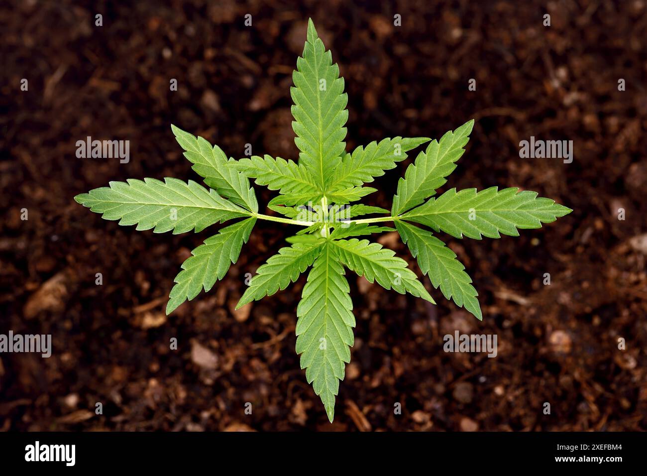 Vista dall'alto delle giovani foglie di canapa di una pianta di cannabis in crescita su terreno marrone sfocato, concetto di marijuana coltivata in casa Foto Stock