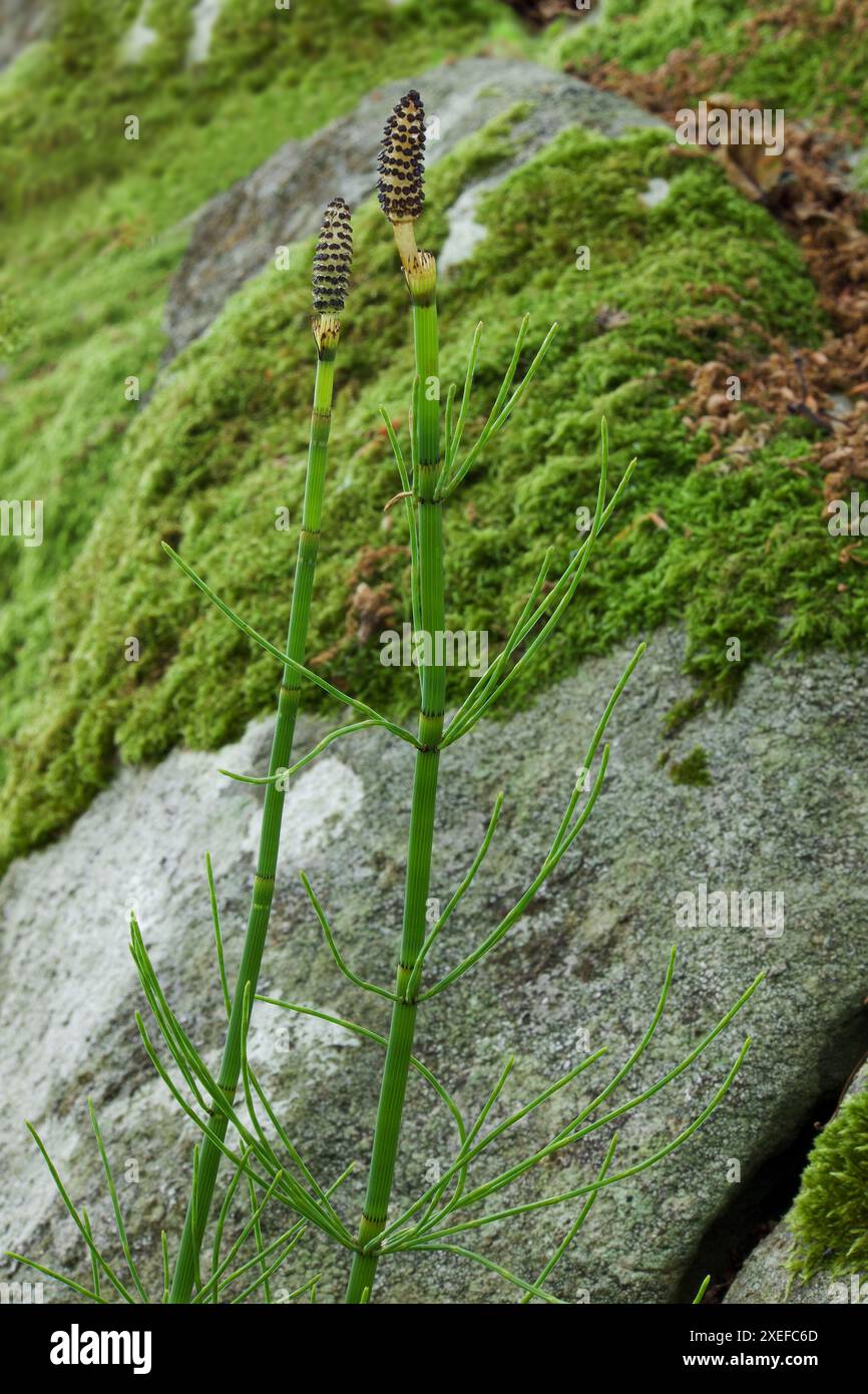 L'Equisetum fluviatile (equiseto d'acqua) si verifica sulle coste d'acqua dolce o in acque poco profonde e paludi. È una specie temperata dell'emisfero settentrionale. Foto Stock